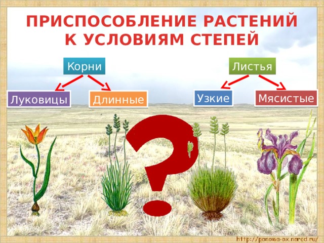 ПРИСПОСОБЛЕНИЕ РАСТЕНИЙ К УСЛОВИЯМ СТЕПЕЙ Корни Листья Узкие Мясистые Луковицы Длинные 