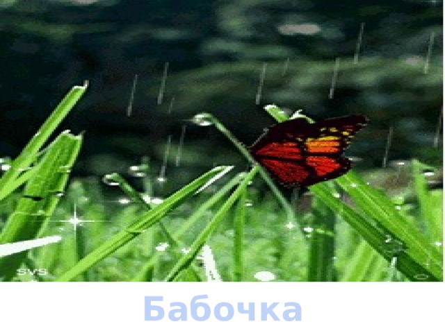 Бабочка 