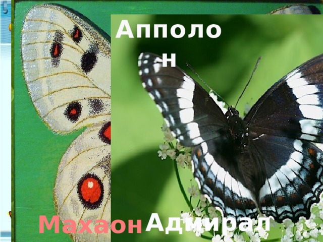 Апполон К К. Ушинский Играющие собаки Адмирал Махаон 