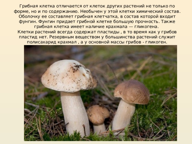Грибная клетка отличается от клеток других растений не только по форме, но и по содержанию. Необычен у этой клетки химический состав. Оболочку ее составляет грибная клетчатка, в состав которой входит фунгин. Фунгин придает грибной клетке большую прочность. Также грибная клетка имеет наличие крахмала — гликогена.  Клетки растений всегда содержат пластиды , в то время как у грибов пластид нет. Резервным веществом у большинства растений служит полисахарид крахмал , а у основной массы грибов - гликоген.   