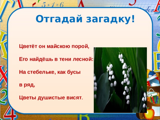 Отгадай загадку! Цветёт он майскою порой,   Его найдёшь в тени лесной:   На стебельке, как бусы в ряд,   Цветы душистые висят .  