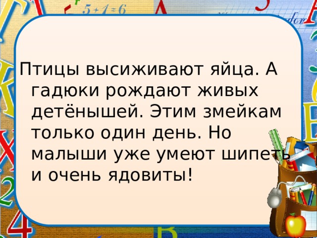 Птицы высиживают яйца. А гадюки рождают живых детёнышей. Этим змейкам только один день. Но малыши уже умеют шипеть и очень ядовиты! 