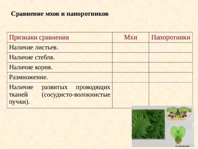 Сравнение мхов и папоротников Признаки сравнения Мхи Наличие листьев. Папоротники Наличие стебля. Наличие корня. Размножение. Наличие развитых проводящих тканей (сосудисто-волокнистые пучки). 