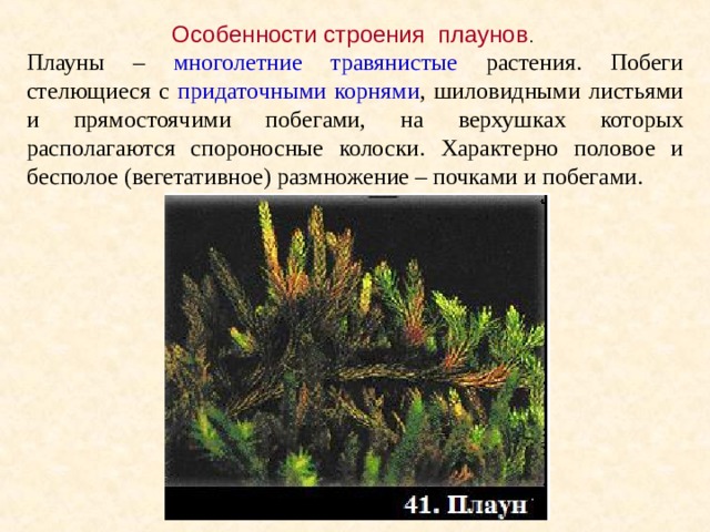 Особенности строения плаунов . Плауны – многолетние травянистые растения. Побеги стелющиеся с придаточными корнями , шиловидными листьями и прямостоячими побегами, на верхушках которых располагаются спороносные колоски. Характерно половое и бесполое (вегетативное) размножение – почками и побегами.  