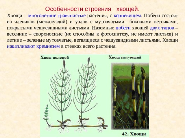Особенности строения хвощей. Хвощи – многолетние травянистые растения, с корневищем . Побеги состоят из члеников (междоузлий) и узлов с мутовчатыми боковыми веточками, покрытыми чешуевидными листьями. Наземные побеги хвощей двух типов – весенние – спороносные (не способны к фотосинтезу, не имеют листьев) и летние – зеленые мутовчатые, ветвящиеся с чешуевидными листьями. Хвощи накапливают кремнезем в стенках всего растения. 