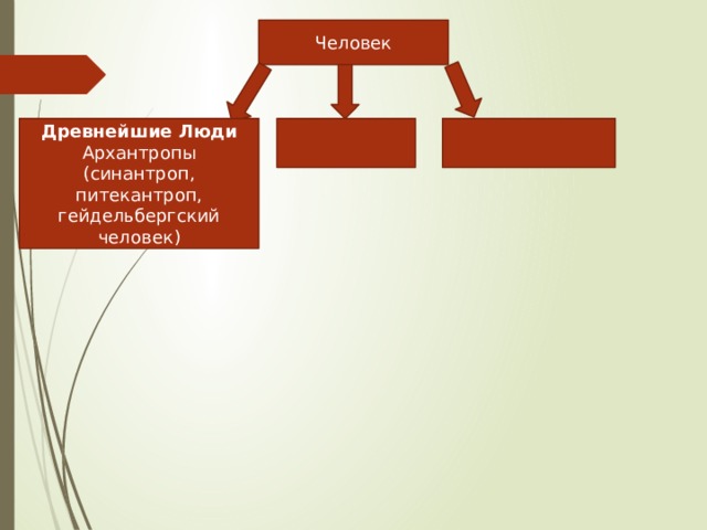Человек Древнейшие Люди Архантропы (синантроп, питекантроп, гейдельбергский человек) 