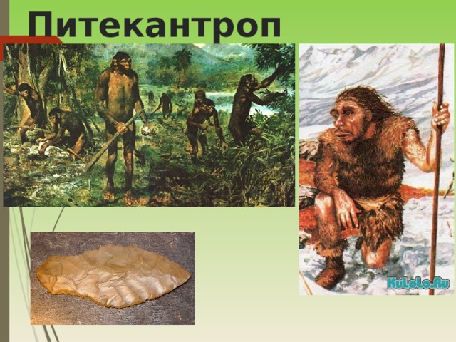 Питекантроп 