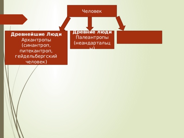 Человек Древнейшие Люди Древние люди Архантропы Палеантропы (синантроп, питекантроп, гейдельбергский человек) (неандартальцы) 