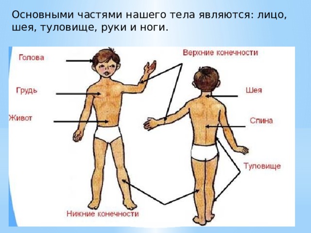 Основными частями нашего тела являются: лицо, шея, туловище, руки и ноги. 