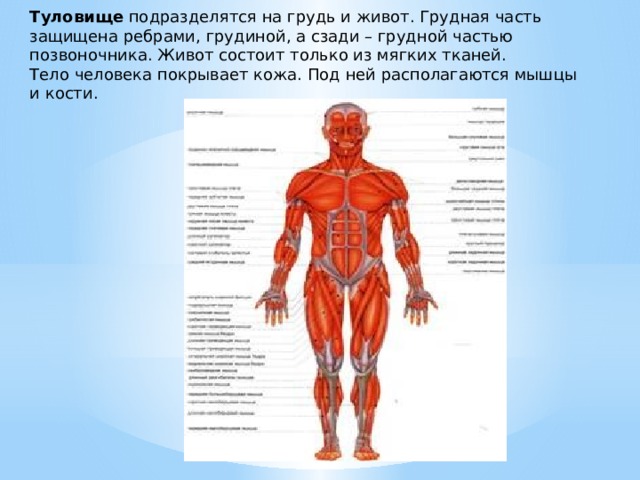 Туловище подразделятся на грудь и живот. Грудная часть защищена ребрами, грудиной, а сзади – грудной частью позвоночника. Живот состоит только из мягких тканей. Тело человека покрывает кожа. Под ней располагаются мышцы и кости. 