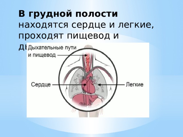 В грудной полости находятся сердце и легкие, проходят пищевод и дыхательные пути. 