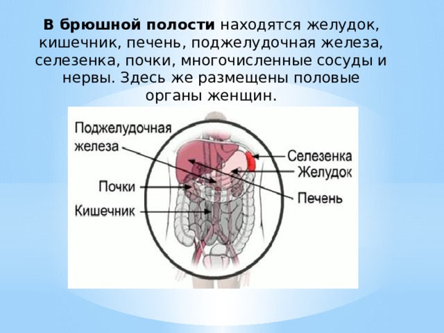 В брюшной полости находятся желудок, кишечник, печень, поджелудочная железа, селезенка, почки, многочисленные сосуды и нервы. Здесь же размещены половые органы женщин.  