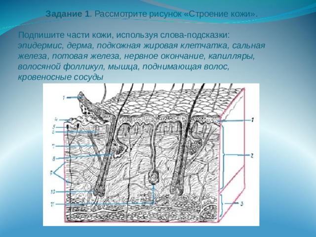 Задание 1 . Рассмотрите рисунок «Строение кожи». Подпишите части кожи, используя слова-подсказки: эпидермис, дерма, подкожная жировая клетчатка, сальная железа, потовая железа, нервное окончание, капилляры, волосяной фолликул, мышца, поднимающая волос, кровеносные сосуды 