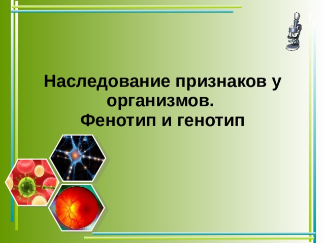 Наследование признаков у организмов.  Фенотип и генотип 