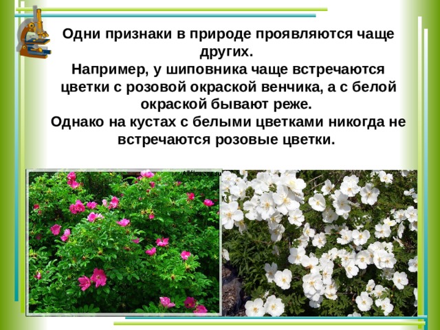 Одни признаки в природе проявляются чаще других. Например, у шиповника чаще встречаются цветки с розовой окраской венчика, а с белой окраской бывают реже. Однако на кустах с белыми цветками никогда не встречаются розовые цветки. 