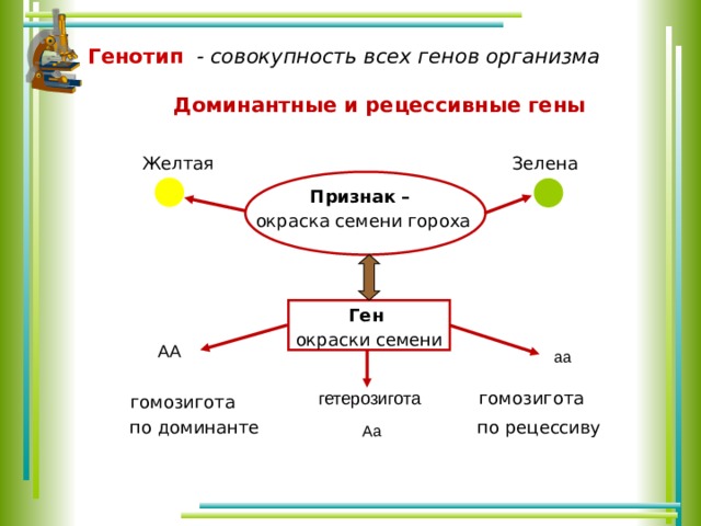 Генотип - совокупность всех генов организма    Доминантные и рецессивные гены Желтая Зеленая    Признак – окраска семени гороха  Ген окраски семени АА аа гомозигота гетерозигота гомозигота по рецессиву по доминанте Аа 