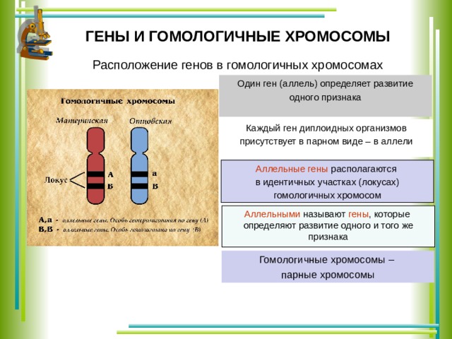 ГЕНЫ И ГОМОЛОГИЧНЫЕ ХРОМОСОМЫ Расположение генов в гомологичных хромосомах Один ген (аллель) определяет развитие одного признака Каждый ген диплоидных организмов присутствует в парном виде – в аллели Аллельные гены располагаются в идентичных участках (локусах) гомологичных хромосом Аллельными называют гены , которые определяют развитие одного и того же признака Проверьте себя! Сколько гомологичных хромосом вы видите на этом слайде? Сколько генов изображено в составе хромосом? Посчитайте число аллелей? Сколько их? Можно ли считать организм с такими хромосомами гемизиготой, гомозиготой? Гомологичные хромосомы – парные хромосомы  