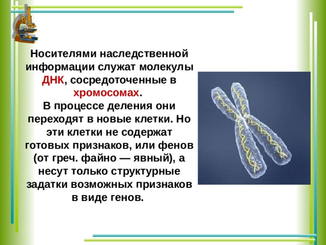 Носителями наследственной информации служат молекулы ДНК , сосредоточенные в хромосомах . В процессе деления они переходят в новые клетки. Но эти клетки не содержат готовых признаков, или фенов (от греч. файно — явный), а несут только структурные задатки возможных признаков в виде генов. 