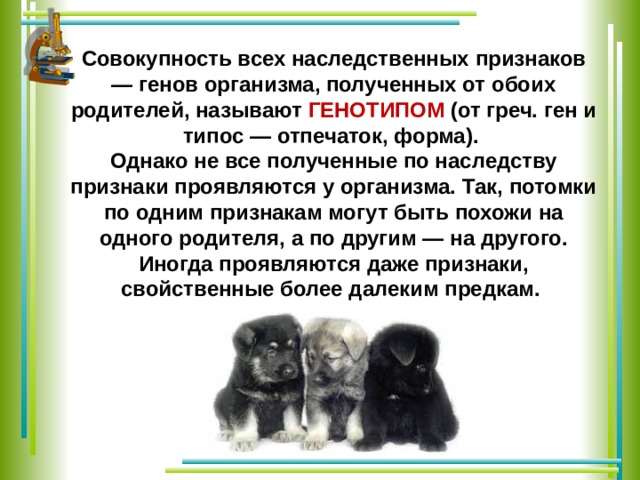 Совокупность всех наследственных признаков — генов организма, полученных от обоих родителей, называют ГЕНОТИПОМ (от греч. ген и типос — отпечаток, форма). Однако не все полученные по наследству признаки проявляются у организма. Так, потомки по одним признакам могут быть похожи на одного родителя, а по другим — на другого. Иногда проявляются даже признаки, свойственные более далеким предкам. 