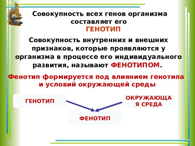 Совокупность всех генов организма составляет его  ГЕНОТИП Совокупность внутренних и внешних признаков, которые проявляются у организма в процессе его индивидуального развития, называют ФЕНОТИПОМ . Фенотип формируется под влиянием генотипа и условий окружающей среды  ГЕНОТИП ОКРУЖАЮЩАЯ СРЕДА ФЕНОТИП 