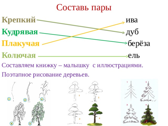 Составь пары Крепкий ива Кудрявая дуб Плакучая берёза Колючая ель Составляем книжку – малышку с иллюстрациями. Поэтапное рисование деревьев. 