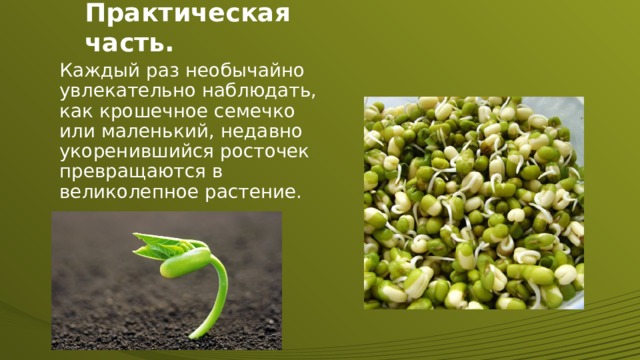 Практическая часть. Каждый раз необычайно увлекательно наблюдать, как крошечное семечко или маленький, недавно укоренившийся росточек превращаются в великолепное растение. 