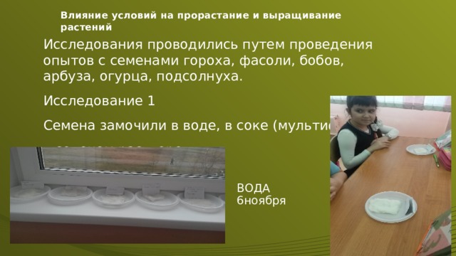 Влияние условий на прорастание и выращивание растений Исследования проводились путем проведения опытов с семенами гороха, фасоли, бобов, арбуза, огурца, подсолнуха. Исследование 1 Семена замочили в воде, в соке (мультифрукт), в соленом растворе. ВОДА 6ноября  