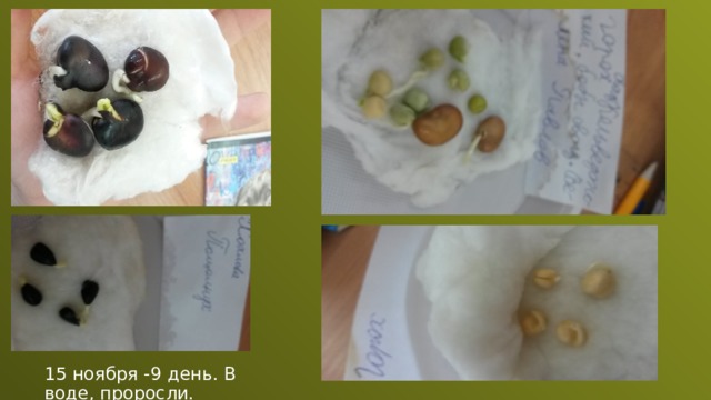 15 ноября -9 день. В воде, проросли.  