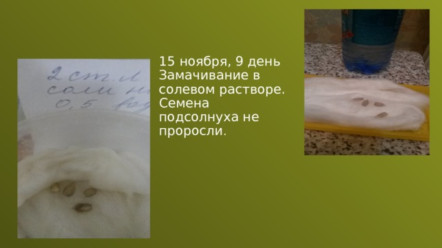15 ноября, 9 день Замачивание в солевом растворе. Семена подсолнуха не проросли . 