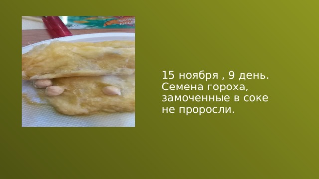 15 ноября , 9 день. Семена гороха, замоченные в соке не проросли. 