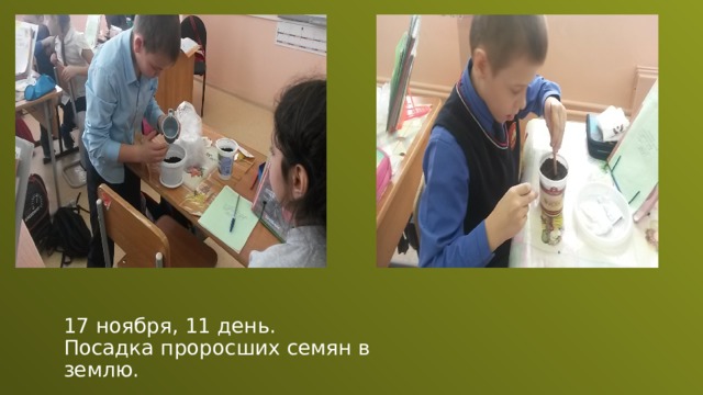 17 ноября, 11 день. Посадка проросших семян в землю. 