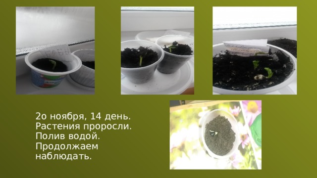 2о ноября, 14 день. Растения проросли. Полив водой. Продолжаем наблюдать. 