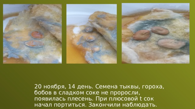 20 ноября, 14 день. Семена тыквы, гороха, бобов в сладком соке не проросли, появилась плесень. При плюсовой t сок начал портиться. Закончили наблюдать. 