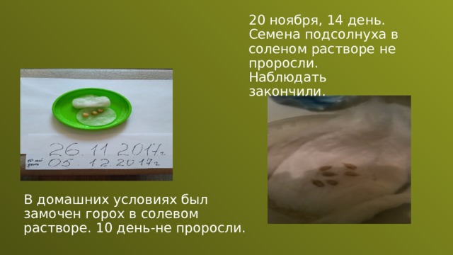 20 ноября, 14 день. Семена подсолнуха в соленом растворе не проросли. Наблюдать закончили. В домашних условиях был замочен горох в солевом растворе. 10 день-не проросли. 