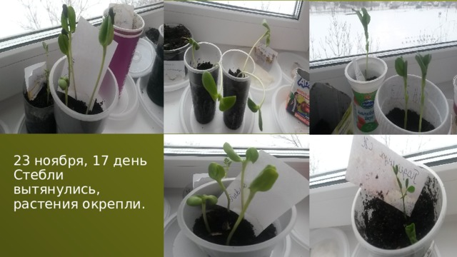 23 ноября, 17 день Стебли вытянулись, растения окрепли. 