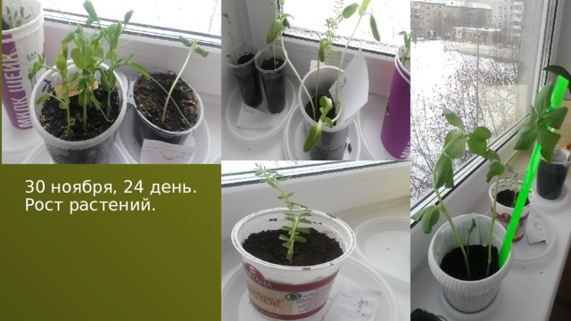 30 ноября, 24 день. Рост растений.  