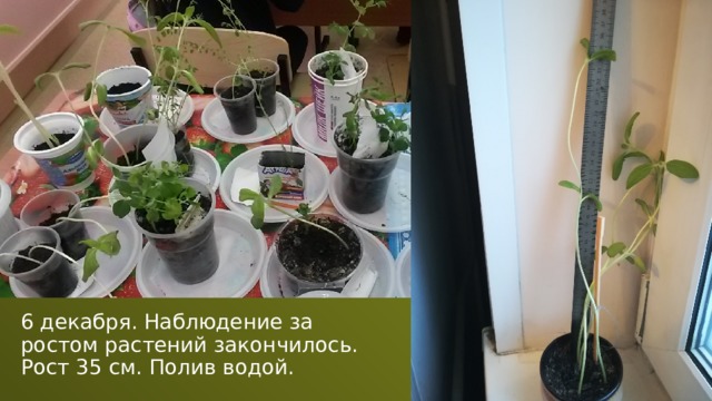 6 декабря. Наблюдение за ростом растений закончилось. Рост 35 см. Полив водой.  