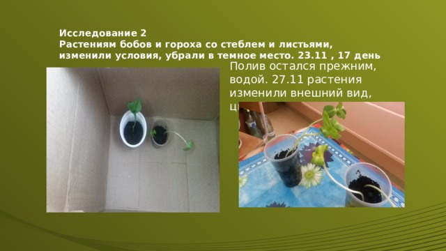 Исследование 2  Растениям бобов и гороха со стеблем и листьями, изменили условия, убрали в темное место. 23.11 , 17 день Полив остался прежним, водой. 27.11 растения изменили внешний вид, цвет. 