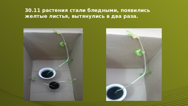 30.11 растения стали бледными, появились желтые листья, вытянулись в два раза. 