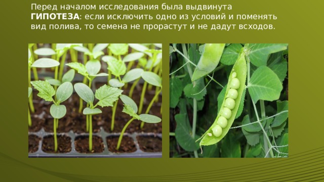 Перед началом исследования была выдвинута  ГИПОТЕЗА : если исключить одно из условий и поменять вид полива, то семена не прорастут и не дадут всходов. 