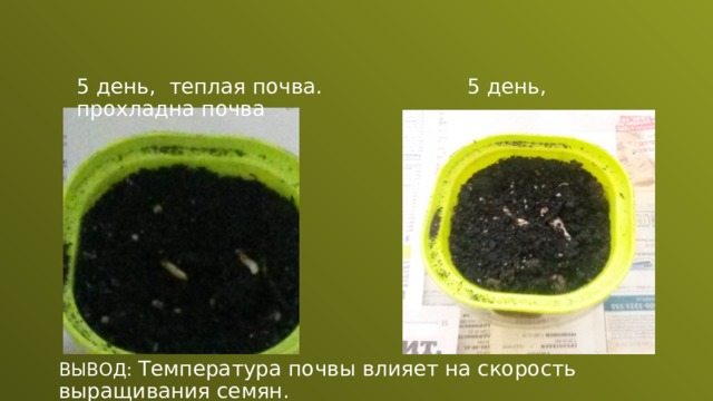 5 день, теплая почва. 5 день, прохладна почва ВЫВОД: Температура почвы влияет на скорость выращивания семян.  
