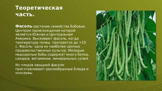 Теоретическая часть.  Фасоль -растение семейства бобовых. Центром происхождения которой является Южная и Центральная Америка. Высеивают фасоль, когда температура почвы прогреется до +10 с. Фасоль- одна из наиболее ценных продовольственных культур. Молодые недозрелые бобы содержат много белка, сахаров, витаминов, минеральных солей. Из плодов овощной фасоли приготавливают разнообразные блюда и консервы.  