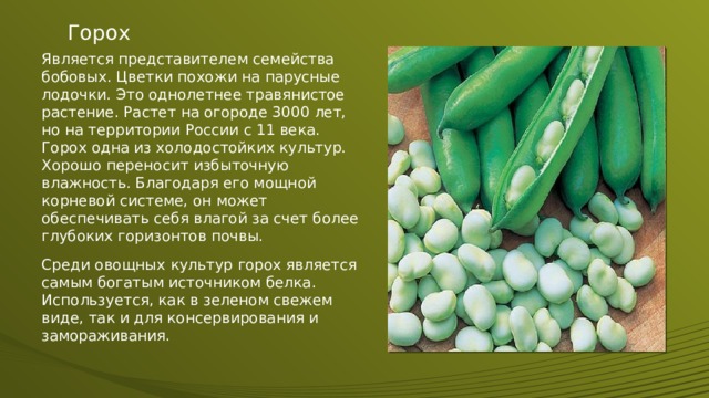 Горох Является представителем семейства бобовых. Цветки похожи на парусные лодочки. Это однолетнее травянистое растение. Растет на огороде 3000 лет, но на территории России с 11 века. Горох одна из холодостойких культур. Хорошо переносит избыточную влажность. Благодаря его мощной корневой системе, он может обеспечивать себя влагой за счет более глубоких горизонтов почвы. Среди овощных культур горох является самым богатым источником белка. Используется, как в зеленом свежем виде, так и для консервирования и замораживания. 