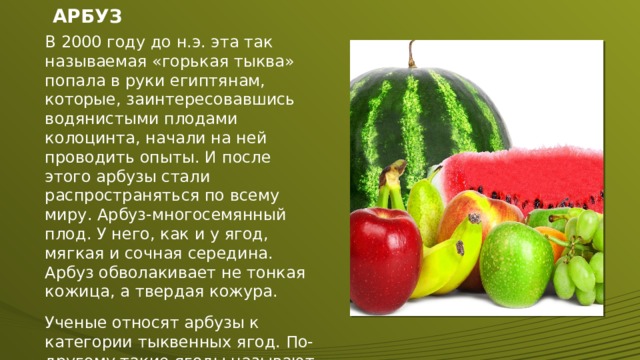 АРБУЗ В 2000 году до н.э. эта так называемая «горькая тыква» попала в руки египтянам, которые, заинтересовавшись водянистыми плодами колоцинта, начали на ней проводить опыты. И после этого арбузы стали распространяться по всему миру. Арбуз-многосемянный плод. У него, как и у ягод, мягкая и сочная середина. Арбуз обволакивает не тонкая кожица, а твердая кожура. Ученые относят арбузы к категории тыквенных ягод. По-другому такие ягоды называют «ложными» 