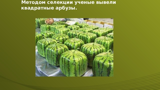 Методом селекции ученые вывели квадратные арбузы. 