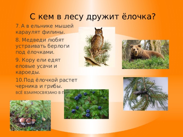 С кем в лесу дружит ёлочка? 7 . А в ельнике мышей караулят филины. 8. Медведи любят устраивать берлоги под ёлочками. 9. Кору ели едят еловые усачи и кароеды. 10.Под ёлочкой растет черника и грибы. ВСЁ ВЗАИМОСВЯЗАНО В ПРИРОДЕ. 