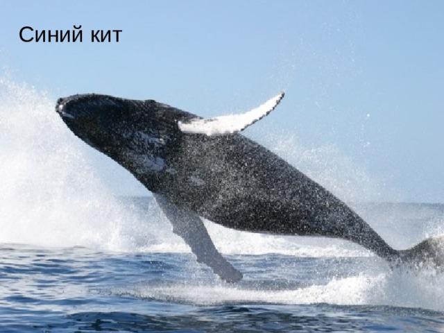 Синий кит 