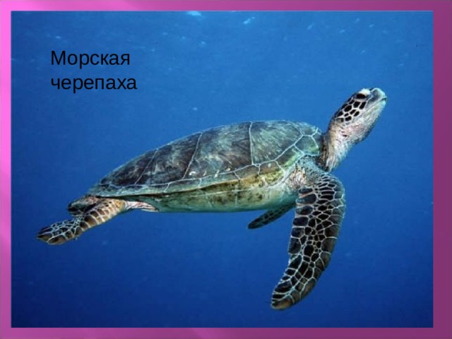 Морская черепаха 