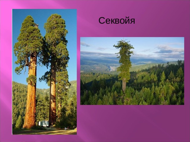 Секвойя 