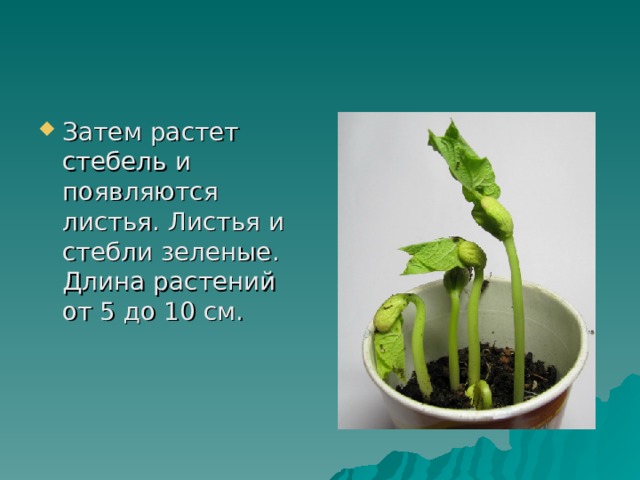 Затем растет стебель и появляются листья. Листья и стебли зеленые. Длина растений от 5 до 10 см.